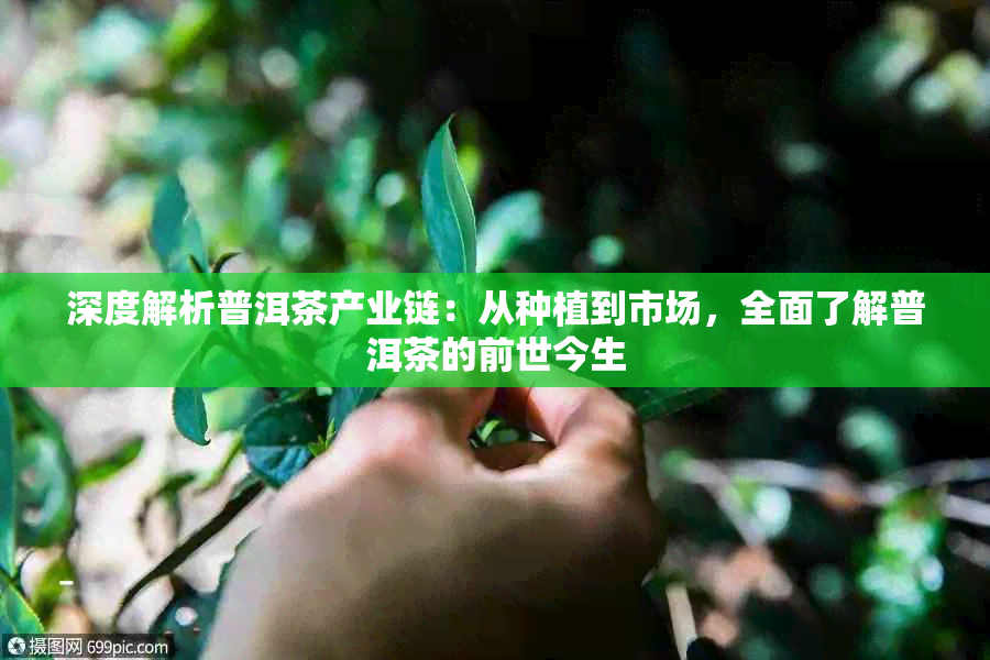 深度解析普洱茶产业链:从种植到市场,全面了解普洱茶的前世今生