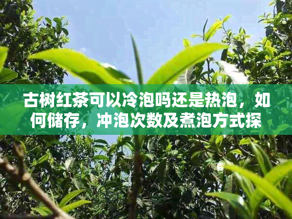 古树红茶可以冷泡吗还是热泡,如何储存,冲泡次数及煮泡方式探讨