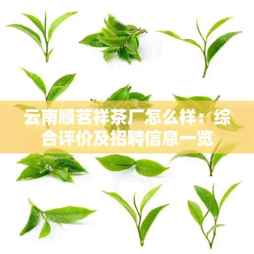 云南顺茗祥茶厂怎么样：综合评价及招聘信息一览