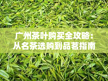 广州茶叶购买全攻略:从名茶选购到品茗指南