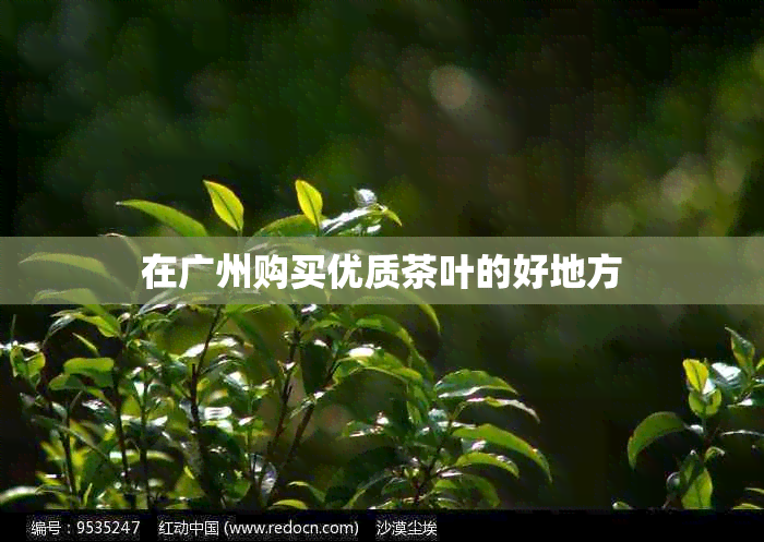 在广州购买优质茶叶的好地方