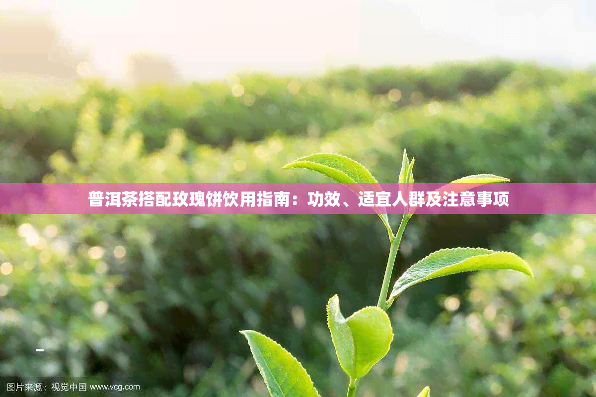 普洱茶搭配玫瑰饼饮用指南:功效、适宜人群及注意事项