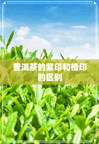 普洱茶的紫印和橙印的区别 普洱茶的紫印和橙印的区别