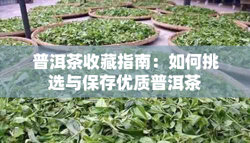 普洱茶收藏指南:如何挑选与保存优质普洱茶