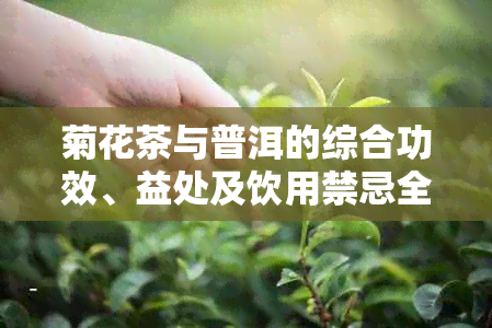 菊花茶与普洱的综合功效、益处及饮用禁忌全方位解析