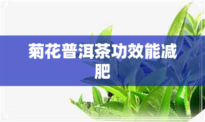 菊花普洱茶功效能减肥 菊花普洱茶功效能减肥