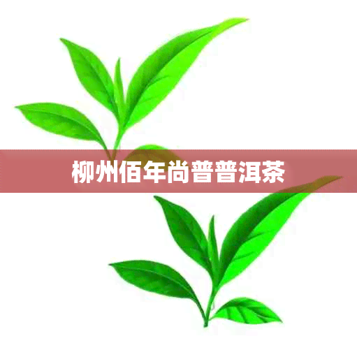 柳州佰年尚普普洱茶 柳州佰年尚普普洱茶