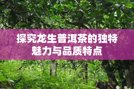 探究龙生普洱茶的独特魅力与品质特点