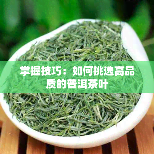 掌握技巧:如何挑选高品质的普洱茶叶