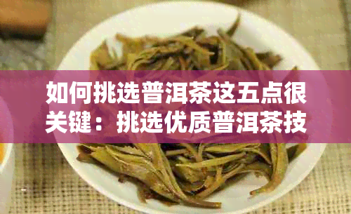 如何挑选普洱茶这五点很关键:挑选优质普洱茶技巧