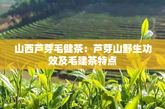 山西芦芽毛健茶：芦芽山野生功效及毛建茶特点
