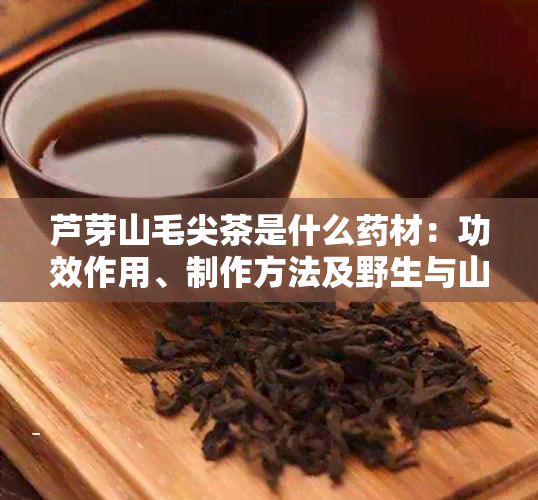 芦芽山毛尖茶是什么材：功效作用、制作方法及野生与山西特色对比