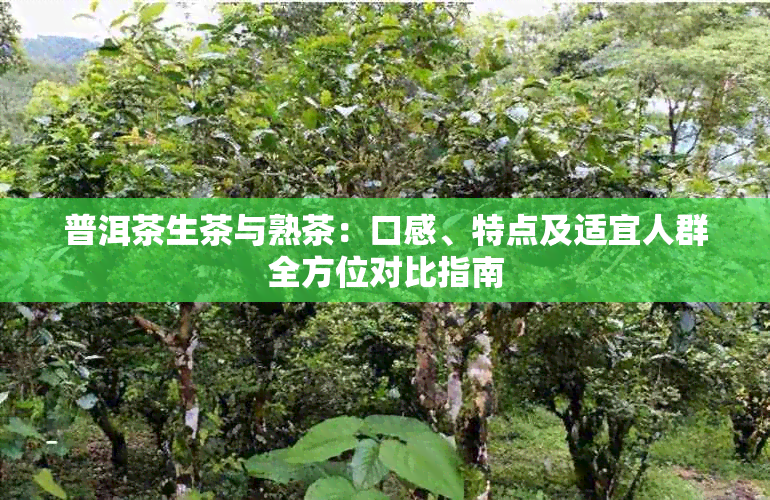 普洱茶生茶与熟茶：口感、特点及适宜人群全方位对比指南