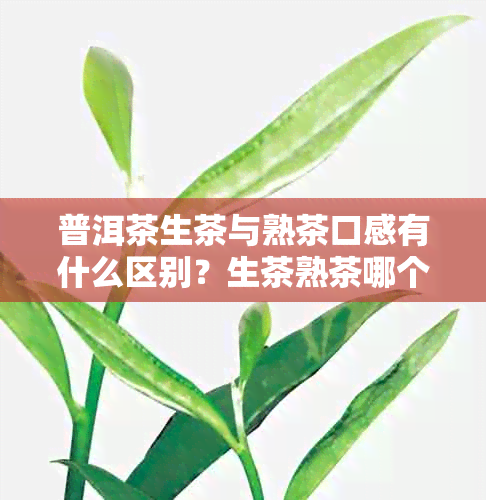 普洱茶生茶与熟茶口感有什么区别？生茶熟茶哪个好，及其功效差异