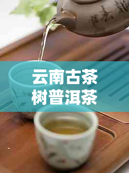 云南古茶树普洱茶：甲午年纪念版价格表及十大名牌查询