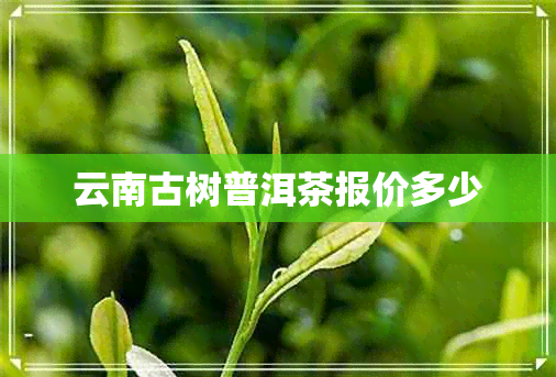 云南古树普洱茶报价多少 云南古树普洱茶报价多少