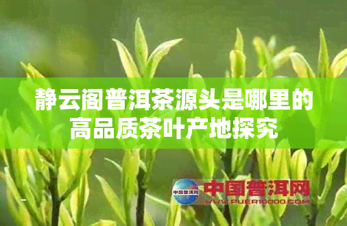 静云阁普洱茶源头是哪里的高品质茶叶产地探究