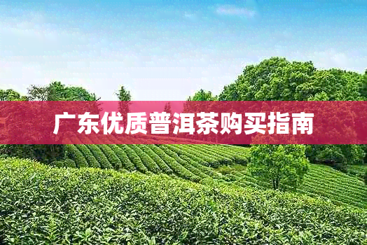 广东优质普洱茶购买指南