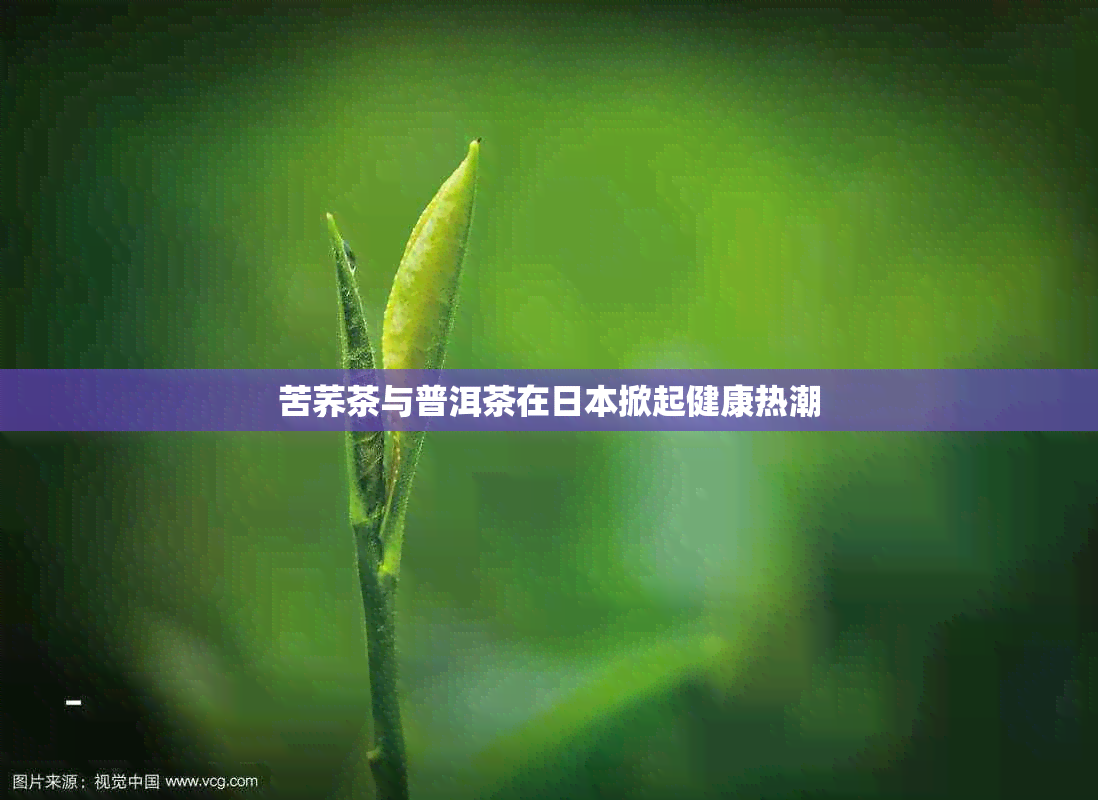 苦荞茶与普洱茶在掀起健康热潮