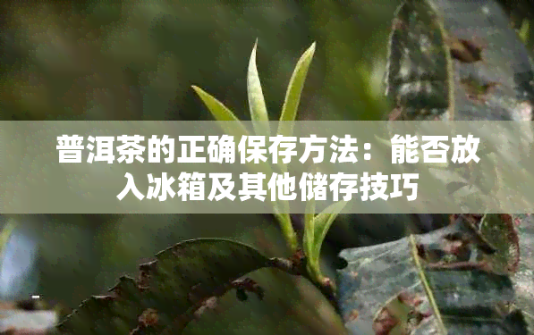 普洱茶的正确保存方法:能否放入冰箱及其他储存技巧