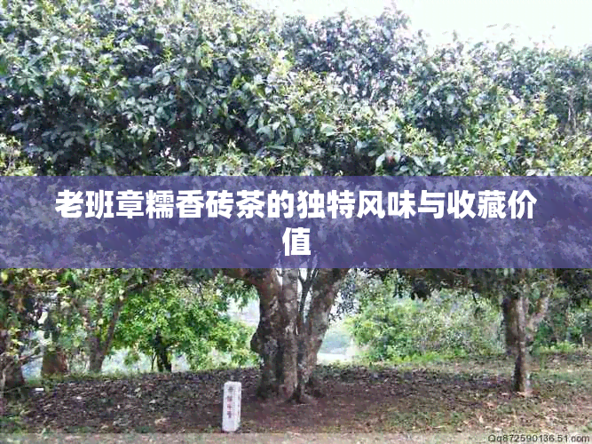 老班章糯香砖茶的独特风味与收藏价值