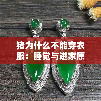猪为什么不能穿衣服:睡觉与进家原因探讨