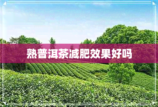 熟普洱茶减肥效果好吗