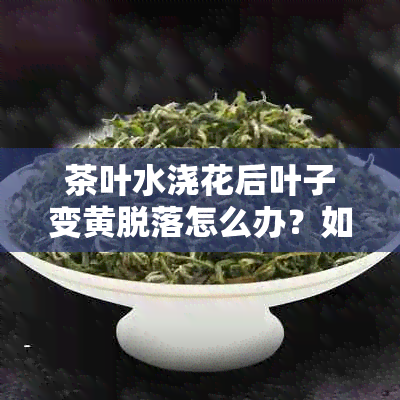 茶叶水浇花后叶子变黄脱落怎么办?如何正确使用茶叶水浇花