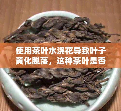使用茶叶水浇花导致叶子黄化脱落,这种茶叶是否还适合饮用?