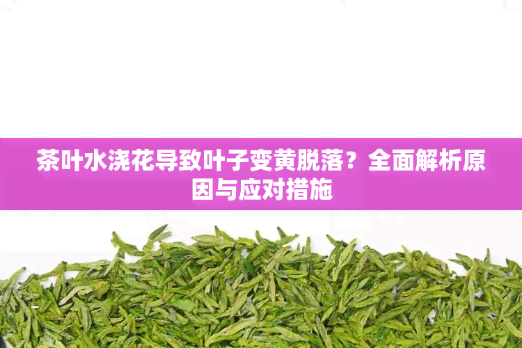 茶叶水浇花导致叶子变黄脱落?全面解析原因与应对措施