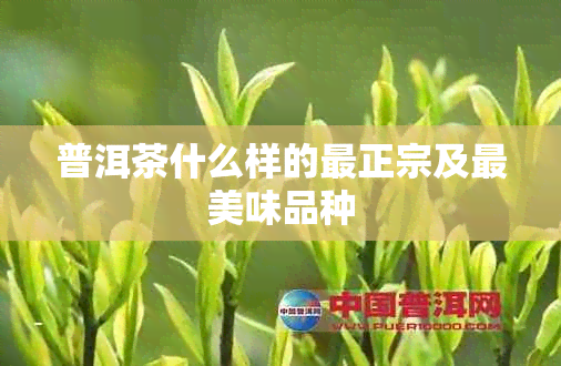 普洱茶什么样的最正宗及最美味品种
