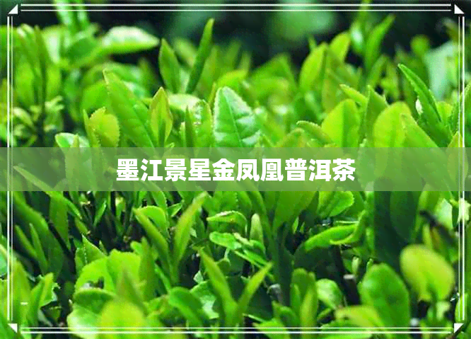 墨江景星金凤凰普洱茶 墨江景星金凤凰普洱茶