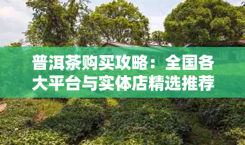 普洱茶购买攻略:全国各大平台与实体店精选推荐指南