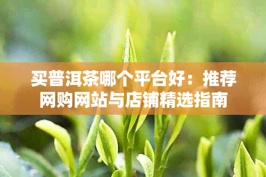 买普洱茶哪个平台好:推荐网购网站与店铺精选指南