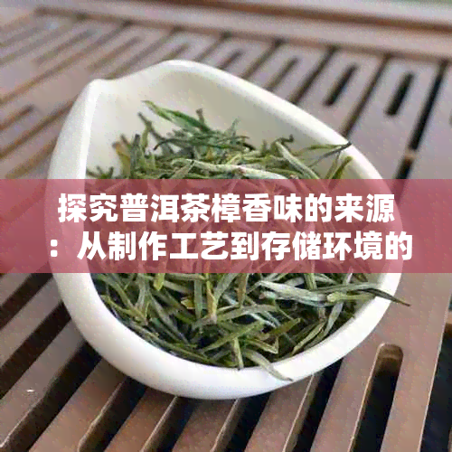 探究普洱茶樟香味的来源：从制作工艺到存储环境的全面解析