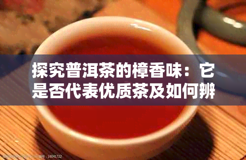 探究普洱茶的樟香味:它是否代表优质茶及如何辨别优质普洱茶