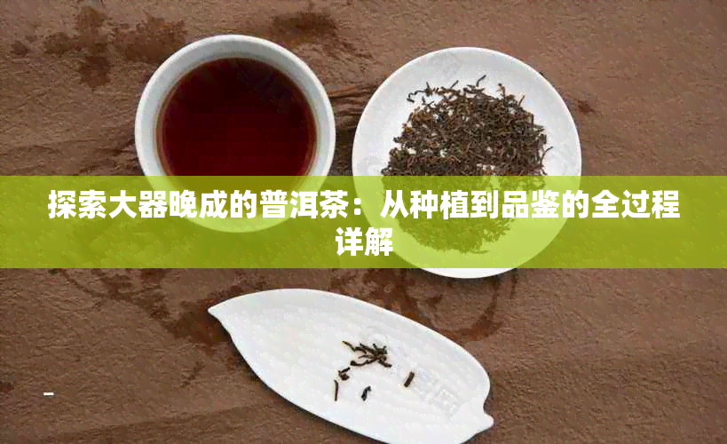 探索大器晚成的普洱茶:从种植到品鉴的全过程详解