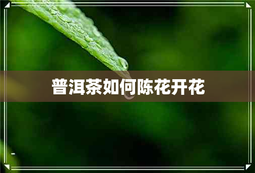 普洱茶如何陈花开花