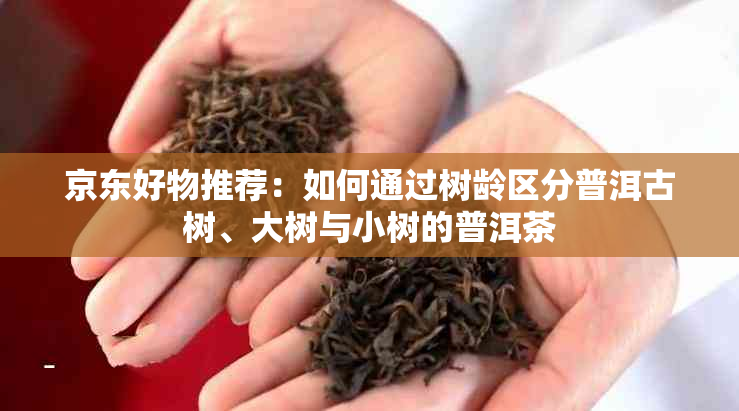 京东好物推荐：如何通过树龄区分普洱古树、大树与小树的普洱茶