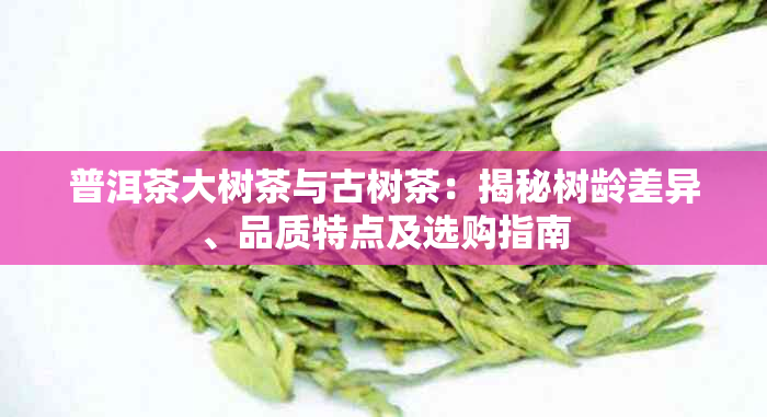 普洱茶大树茶与古树茶：揭秘树龄差异、品质特点及选购指南