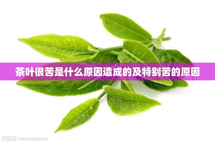 茶叶很苦是什么原因造成的及特别苦的原因