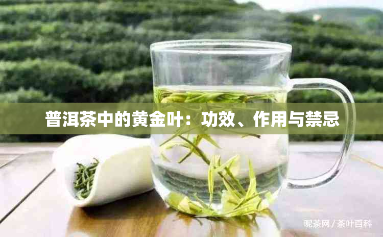 普洱茶中的黄金叶:功效、作用与禁忌