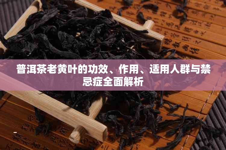 普洱茶老黄叶的功效、作用、适用人群与禁忌症全面解析