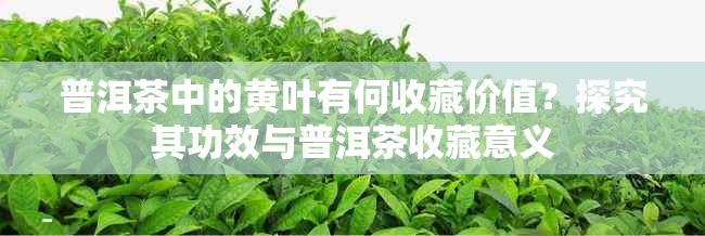 普洱茶中的黄叶有何收藏价值?探究其功效与普洱茶收藏意义