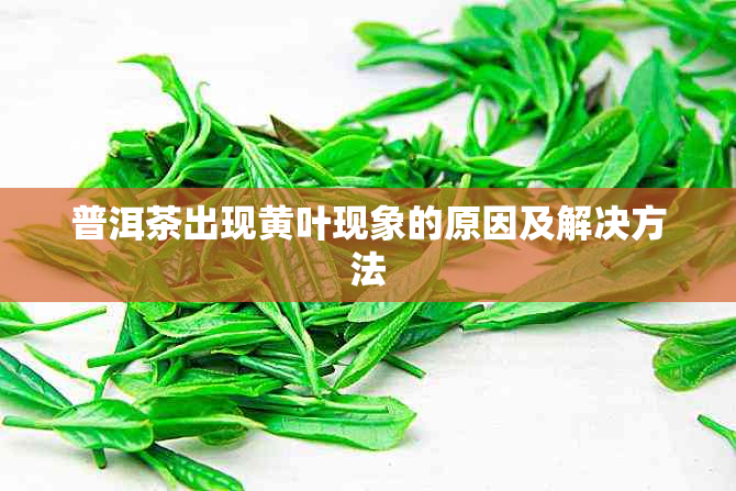 普洱茶出现黄叶现象的原因及解决方法