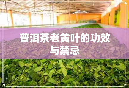 普洱茶老黄叶的功效与禁忌 普洱茶老黄叶的功效与禁忌