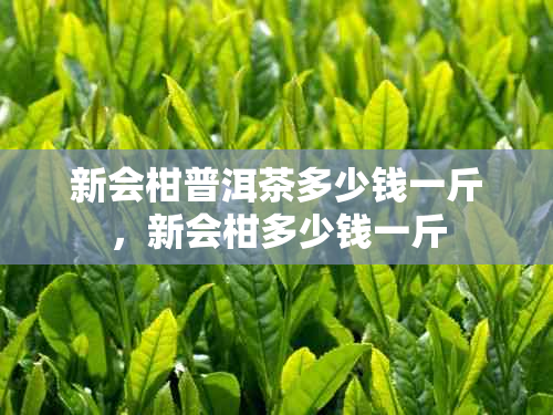 新会柑普洱茶多少钱一斤，新会柑多少钱一斤