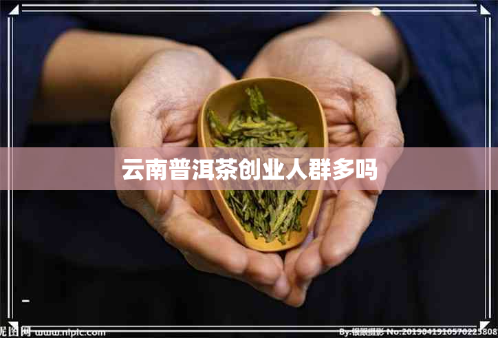 云南普洱茶创业人群多吗 云南普洱茶创业人群多吗