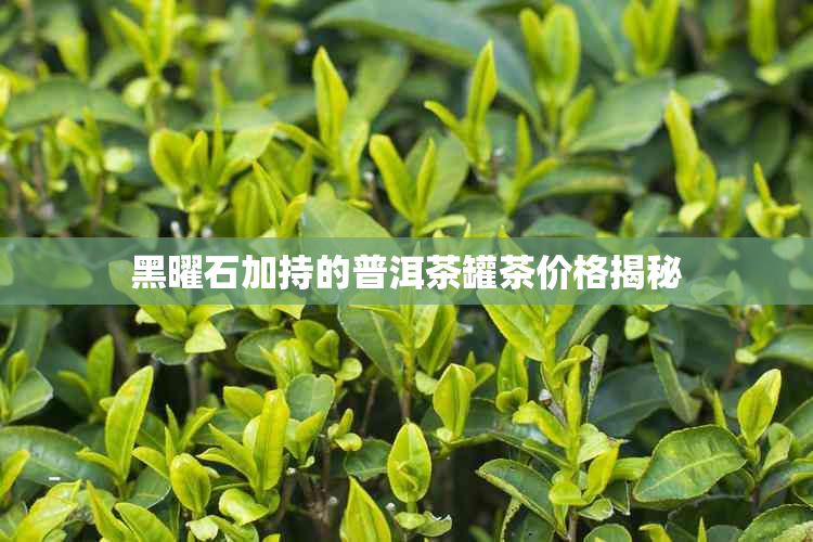 黑曜石加持的普洱茶罐茶价格揭秘