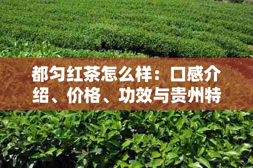 都匀红茶怎么样:口感介绍、价格、功效与贵州特色解析